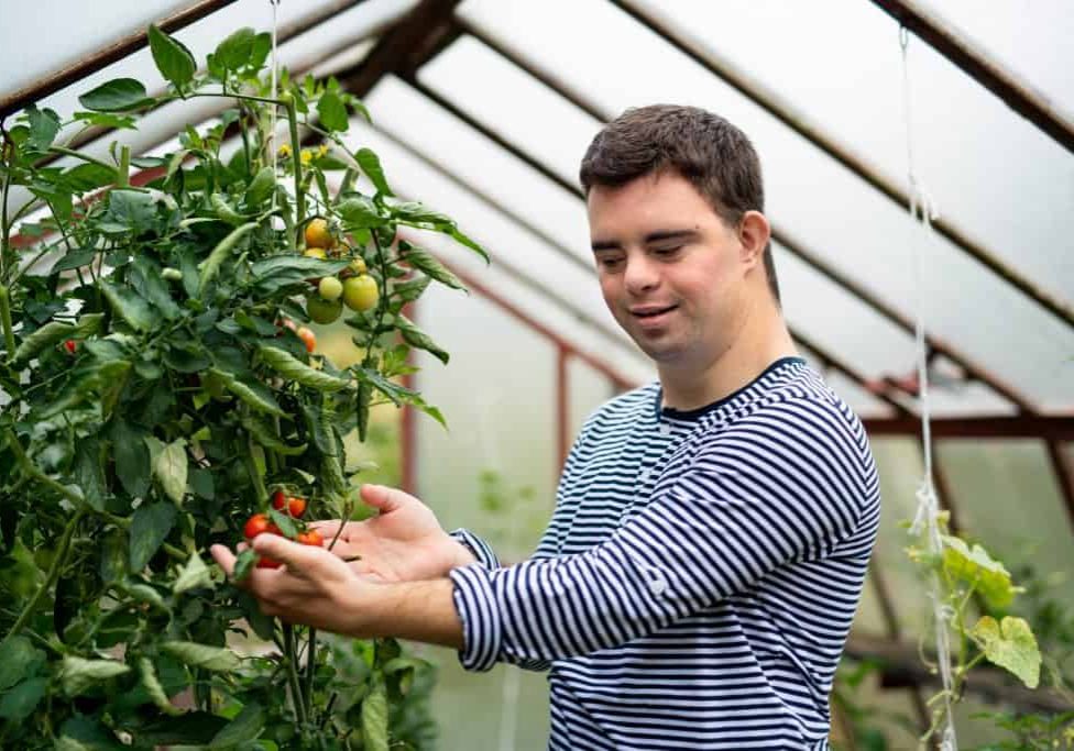 Down syndrome adult man with tomatoes standing in greenhouse, gardening concept.