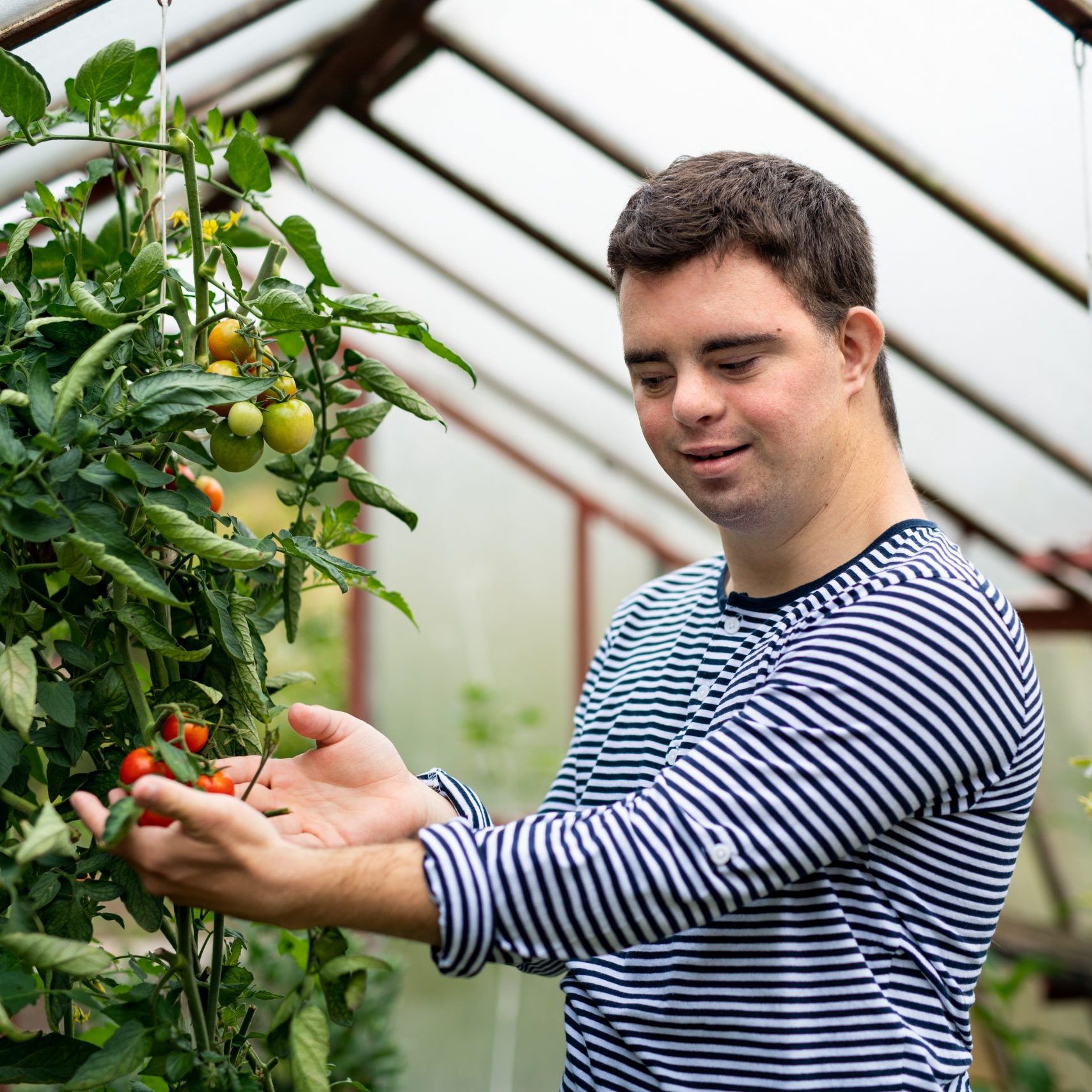 Down syndrome adult man with tomatoes standing in greenhouse, gardening concept.